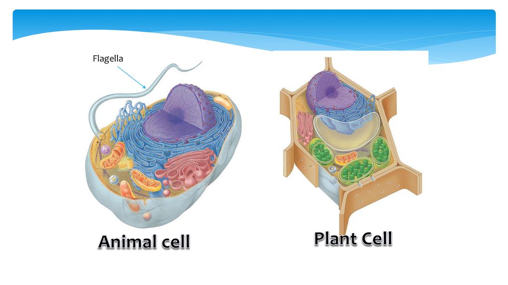 Flagella In Plant Cell